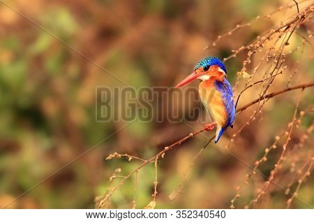 Malachite Kingfisher (corythornis Cristatus) Sitting On A Branch With Color Background By The River.