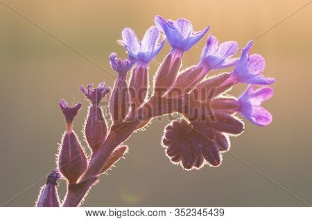 Spring Time. Backlight Of A Purple Flower