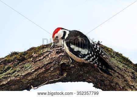 Middle Spotted Woodpecker Dendrocoptes Medius Looking For Food In Tree Bark. Cute Rare Forest Bird I