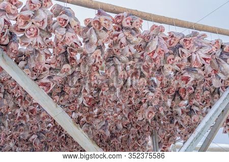 Hanged Codfishes Drying On Traditional Wooden Racks To Produce In The Town Of Lofoten Islands, Nordl