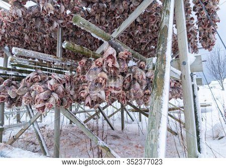 Hanged Codfishes Drying On Traditional Wooden Racks To Produce In The Town Of Lofoten Islands, Nordl