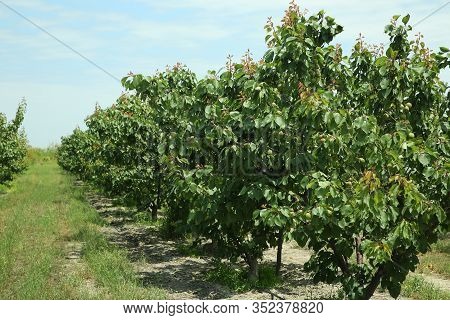 Peach Farm In Early Summer . Unripe Peach . Peach Tree, Branch With Small Immature Peaches .