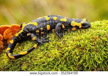 Fire Salamander Lying On Green Moss And Fungi In Slovak Nature