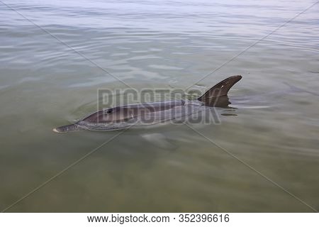 Bottle-nosed Dolphin (tursiops) At The Beach In Western Australia
