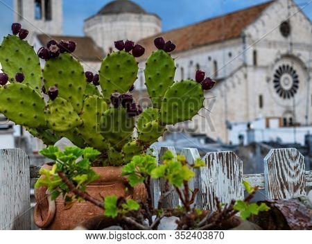 Succulents on a terrace against San Sabino Cathedral in Bari, Italy
