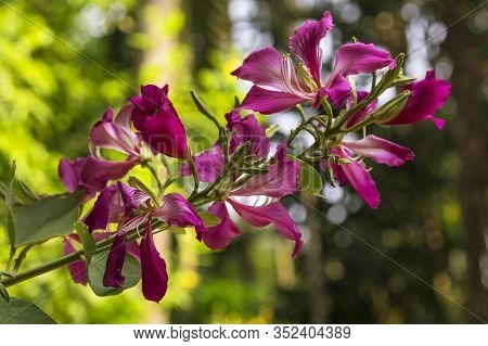 Bauhinia Racemosa Flower