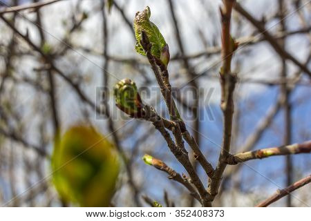 Tree Branch With Swollen Buds On A Sunny Day. Spring Awakening. Young Green Leaves Begin To Develop 