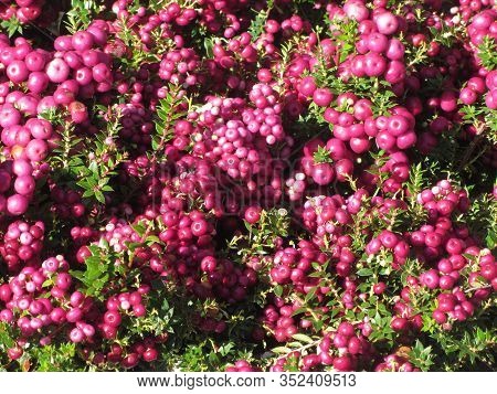 Gaultheria Or Pernettya Mucronata Known As Prickly Heath