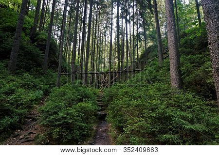 Water Stream And Overturned Trees In The National Park Between Saxon And Bohemian Switzerland