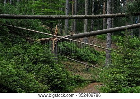 Overthrown Trees And Cracked Trunks In The National Park Of Saxon Switzerland