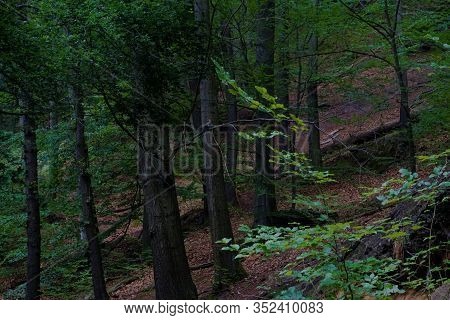 Forest At The Flanks Of Konigstein Hill In Saxon Switzerland, Germany