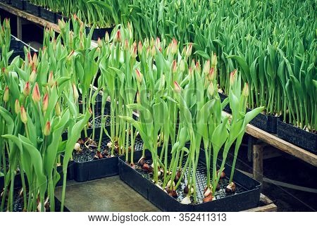 Hydroponic Tulip Cultivation In Special Containers In An Industrial Greenhouse