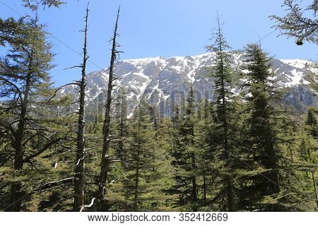 View thougt trees on Tahtali Dagi mountain top. Famouse tiurists way Likiya Yolu in Turkey