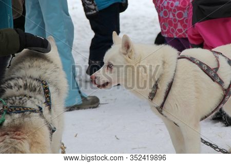 White Fluffy Dog Chevrette Samoyed In A Harness Stands On The Snow In The Winter Against The Backgro