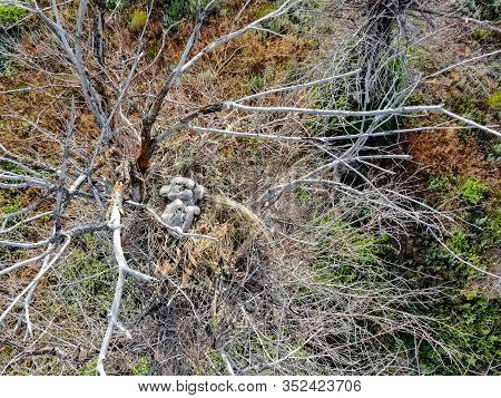 Nest Of Long-legged Buzzard Or Buteo Rufinus On Tree With Nestlings