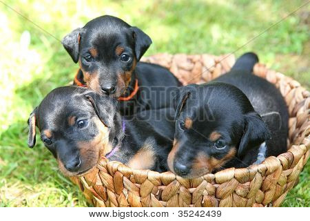 De Lille Pinscher-hvalpe, 1 måned gammel
