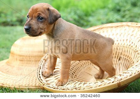 Den lille Pinscher hvalp