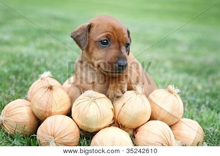 Den lille Pinscher hvalp 1,5 måneder gamle