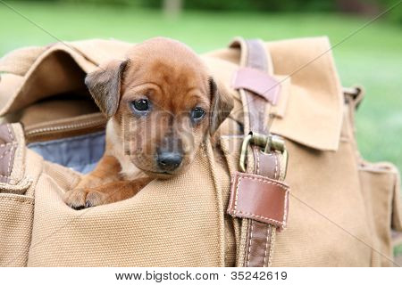 Den lille Pinscher hvalp 1,5 måneder gamle