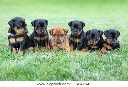 De Lille Pinscher-hvalpe