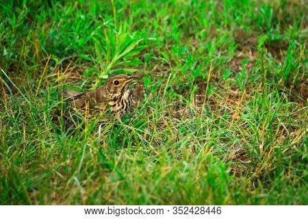 Songbird Little Bird Thrush Hiding In The Grass And In The Leaves. A Small Gray Bird Looking For Foo