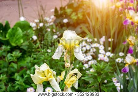 Light Yellow Blooming Irises Xiphium (bulbous Iris, Sibirica) On Green Leaves Ang Grass Background I