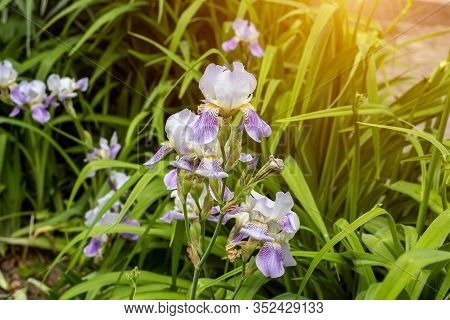 Bright Purple, White, Blue And Violet Blooming Iris Xiphium (bulbous Iris, Sibirica) On Green Leaves