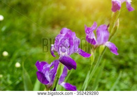 Bright Purple, White, Blue And Violet Blooming Iris Xiphium (bulbous Iris, Sibirica) On Green Leaves