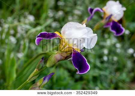 Bright Purple, White, Blue And Violet Blooming Iris Xiphium (bulbous Iris, Sibirica) On Green Leaves
