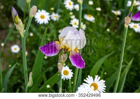 Bright Purple, White, Blue And Violet Blooming Iris Xiphium (bulbous Iris, Sibirica) On Green Leaves