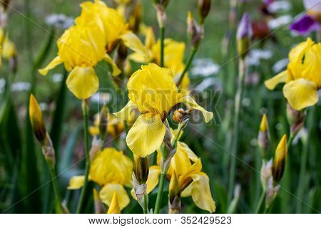 Light Yellow Blooming Irises Xiphium (bulbous Iris, Sibirica) On Green Leaves Ang Grass Background I