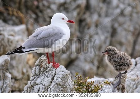Red-billed Gull With Small Chick, Kaikoura Peninsula, South Island, New Zealand. This Bird Is Native