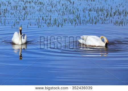 Trumpeter Swans (cygnus Buccinator) In Yellowstone National Park, Wyoming, Usa
