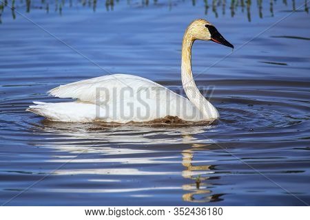 Trumpeter Swan (cygnus Buccinator) In Yellowstone National Park, Wyoming, Usa