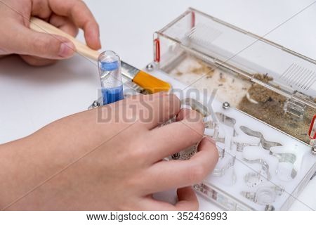 A Boy Feeding And Taking Care Of Ants Messor In Acrillic Ant Farm, Formicarium.