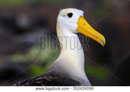 Portrait Of Waved Albatross (phoebastria Irrorata) On Espanola Island, Galapagos National Park, Ecua