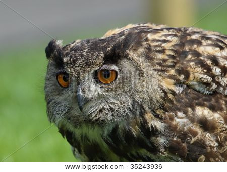 Eurasian Eagle Owl / Bubo Bubo
