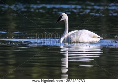 Trumpeter Swan (cygnus Buccinator) In Yellowstone National Park, Wyoming, Usa