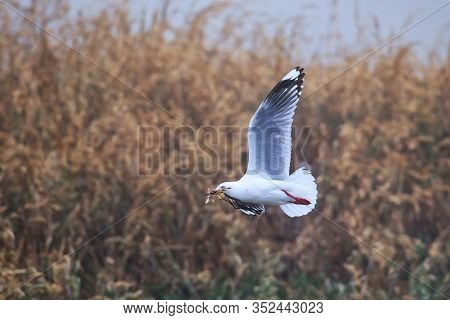 Red-billed Gull Flying With Nesting Material At Taiaroa Head, Otago Peninsula, New Zealand. It Is En