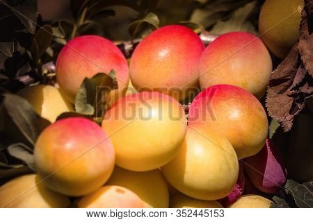 Not Ripe Red-orange Plums With Green Leaves