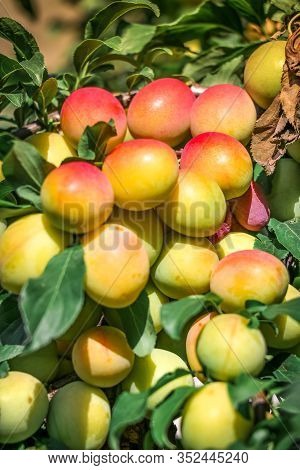 Unripe Yellow-green Plums On A Background Of Green Leaves. The Berries In The Garden Are Growing