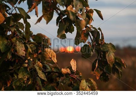 Close-up Of Green Leaves On A Branch Of An Apple Tree In A Garden Against A Background Of Blurry Sun