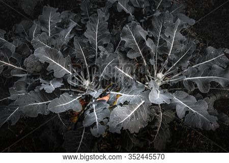 Fresh Organic Green Lettuce With Water Drops. Cabbage Growing In The Garden. Dark Background
