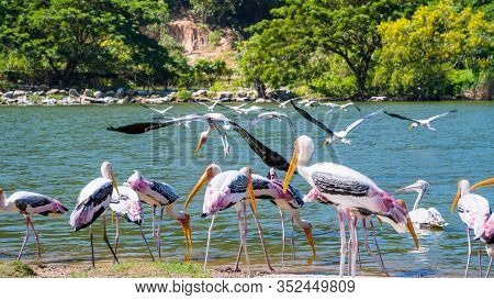 Group Of Painted Stork Or Mycteria Leucocephala, Flock Of Big Bird Foraging On The Waterfront And Fl