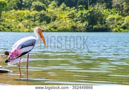 Painted Stork Or Mycteria Leucocephala, Single Large Bird Alone Are Walking Foraging The Edge Of The