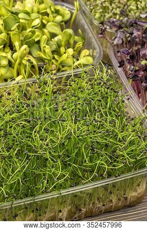 Microgreen Microgreen Of A Fragrant Onion Jusai Closeup. Growing Wholesome Food At Home. Super Food.