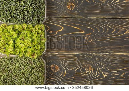 On A Dark Wooden Background - Three Boxes With Microgreens Of Broccoli, Sorrel And Mizuna Cabbage. C