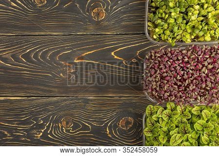 On A Dark Wooden Background - Three Boxes With Microgreens From Sunflower, Sorrel And Amaranth. Copy