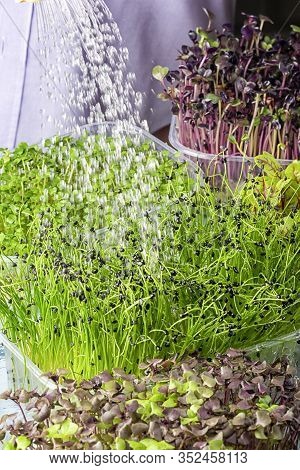 A Girl Pours Water From The Watering Can Shoots Of The Young Greenery Of The Fragrant Luka Jusai. Gr