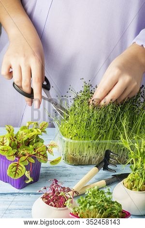 The Girl Cuts Off With Scissors The Shoots Of The Young Greenery Of The Fragrant Luka Jusai. Growing